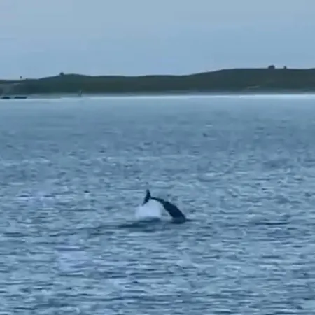 Tatis Bake-away 3* Roundstone