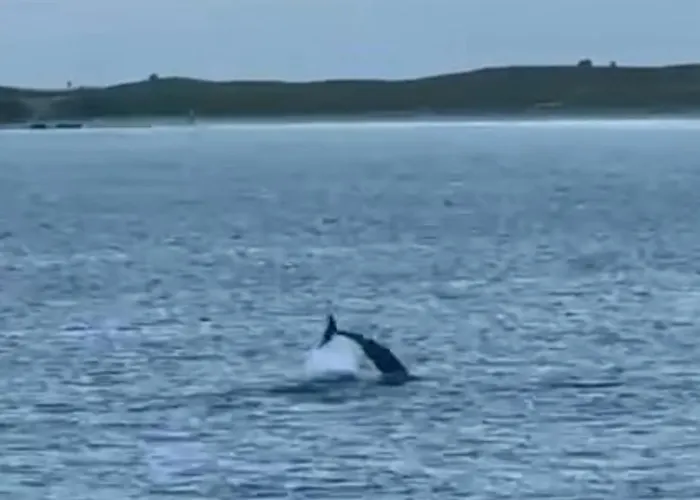 Tatis Bake-away 3* Roundstone